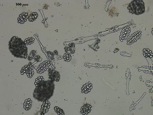  ( - EQU4138_Hcub)  @11 [ ] by-nc-sa (2020) INVEMAR INVEMAR-BEM