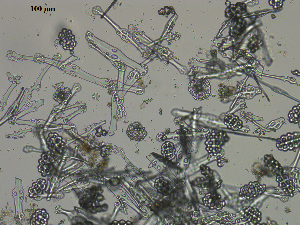  ( - EQU4138_Hcub)  @11 [ ] by-nc-sa (2020) INVEMAR INVEMAR-BEM