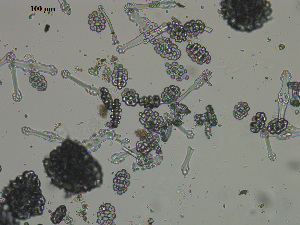  ( - EQU4138_Hcub)  @11 [ ] by-nc-sa (2020) INVEMAR INVEMAR-BEM