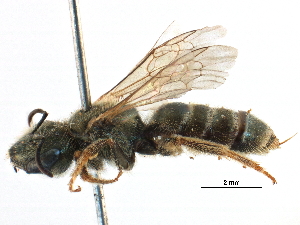  ( - 06711B11-KEN)  @12 [ ] CreativeCommons - Attribution (2016) CBG Photography Group Centre for Biodiversity Genomics