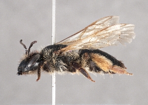  (Andrena bimaculata - OLML-0001-0197)  @11 [ ] CreativeCommons - Attribution Share-Alike (by-sa) (2025) Unspecified OÖ Landes-Kultur GmbH