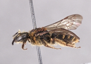  ( - OLML-0001-0207)  @11 [ ] Unspecified (default): All Rights Reserved (2025) Unspecified OÖ Landes-Kultur GmbH