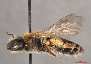  ( - OLML-0001-1603)  @11 [ ] CreativeCommons - Attribution Share-Alike (by-sa) (2025) Unspecified OÖ Landes-Kultur GmbH