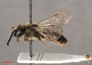  ( - OLML-0001-1641)  @11 [ ] CreativeCommons - Attribution Share-Alike (by-sa) (2025) Unspecified OÖ Landes-Kultur GmbH