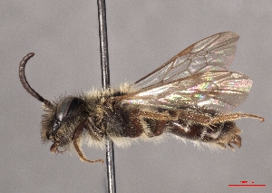  ( - OLML-0001-1684)  @11 [ ] CreativeCommons - Attribution Share-Alike (by-sa) (2025) Unspecified OÖ Landes-Kultur GmbH