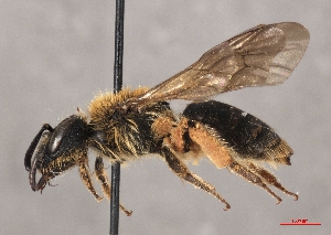  ( - OLML-0001-2000)  @11 [ ] CreativeCommons - Attribution Share-Alike (by-sa) (2025) Unspecified OÖ Landes-Kultur GmbH