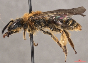  ( - OLML-0001-2002)  @11 [ ] CreativeCommons - Attribution Share-Alike (by-sa) (2025) Unspecified OÖ Landes-Kultur GmbH