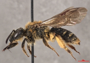  ( - OLML-0001-2003)  @11 [ ] CreativeCommons - Attribution Share-Alike (by-sa) (2025) Unspecified OÖ Landes-Kultur GmbH