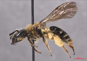  ( - OLML-0001-2011)  @11 [ ] CreativeCommons - Attribution Share-Alike (by-sa) (2025) Unspecified OÖ Landes-Kultur GmbH