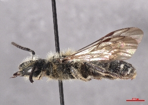  ( - OLML-0001-2038)  @11 [ ] CreativeCommons - Attribution Share-Alike (by-sa) (2025) Unspecified OÖ Landes-Kultur GmbH