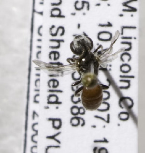  (Sphecodes SWest1 - 07-NM-1992)  @13 [ ] CreativeCommons - Attribution Non-Commercial Share-Alike (2010) Cory S. Sheffield York University