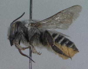  (Megachile sp. aff. parallela - 03-TX-0480)  @14 [ ] CreativeCommons - Attribution Non-Commercial Share-Alike (2010) Cory S. Sheffield York University