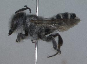  (Megachile lippiae - 99-NV-1546)  @14 [ ] CreativeCommons - Attribution Non-Commercial Share-Alike (2010) Cory S. Sheffield York University