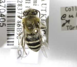  (Colletes eulophi - 00-UT-2272)  @13 [ ] CreativeCommons - Attribution Non-Commercial Share-Alike (2010) Cory S. Sheffield York University