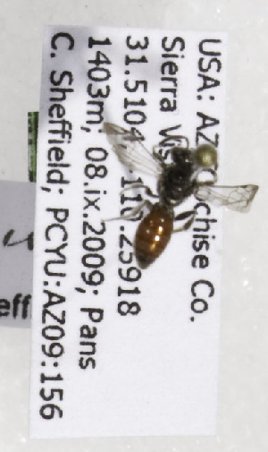  (Sphecodes USA03 - CCDB-03759 E12)  @13 [ ] CreativeCommons - Attribution Non-Commercial Share-Alike (2010) Cory S. Sheffield York University