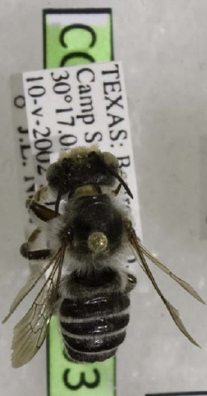  (Megachile dakotensis - CCDB-03768 B03)  @12 [ ] CreativeCommons - Attribution Non-Commercial Share-Alike (2010) Cory S. Sheffield York University