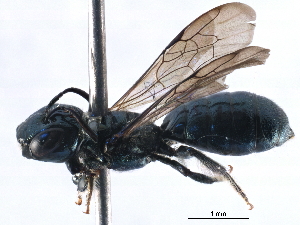  ( - CCDB-09869 G02)  @13 [ ] CreativeCommons - Attribution (2016) CBG Photography Group Centre for Biodiversity Genomics