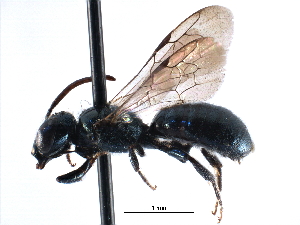  ( - CCDB-09869 G06)  @13 [ ] CreativeCommons - Attribution (2016) CBG Photography Group Centre for Biodiversity Genomics