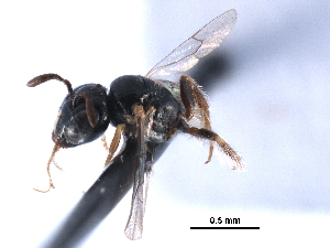  ( - CCDB-09869 H09)  @13 [ ] CreativeCommons - Attribution (2016) CBG Photography Group Centre for Biodiversity Genomics