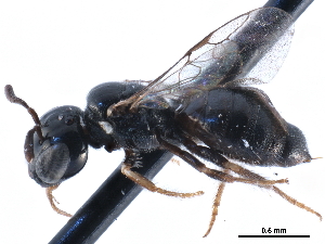  ( - CCDB-09869 H10)  @13 [ ] CreativeCommons - Attribution (2016) CBG Photography Group Centre for Biodiversity Genomics