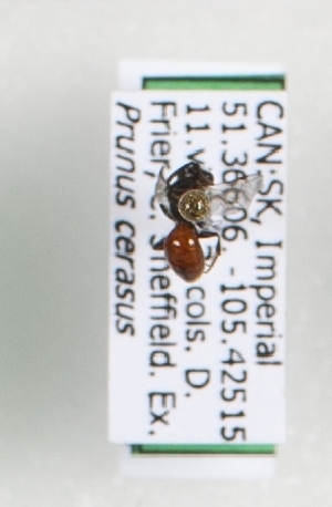  ( - CCDB-15254 E05)  @12 [ ] Unspecified (default): All Rights Reserved (2013) Royal Saskatchewan Museum Royal Saskatchewan Museum