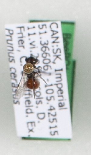  ( - CCDB-15254 E06)  @12 [ ] Unspecified (default): All Rights Reserved (2013) Royal Saskatchewan Museum Royal Saskatchewan Museum