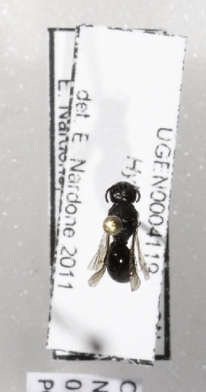  (Hylaeus sparsus - CCDB-15290 F06)  @12 [ ] Unspecified (default): All Rights Reserved (2012) Packer Lab York University