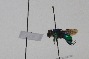  (Euglossa villosiventris - FE743)  @11 [ ] by-nc-nd (2021) Unspecified University of Vienna, Department of Botany and Biodiversity Research
