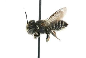  ( - GUE06-BEES-105)  @13 [ ] CreativeCommons - Attribution (2009) CBG Photography Group Centre for Biodiversity Genomics