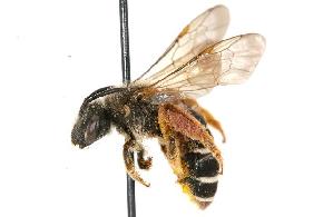  ( - GUE06-BEES-301)  @14 [ ] CreativeCommons - Attribution (2009) CBG Photography Group Centre for Biodiversity Genomics