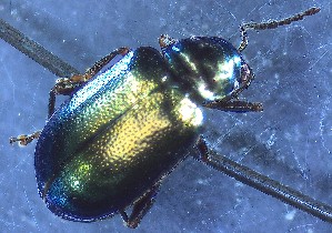  ( - IUP-2019Apr17-S3-T5-2)  @11 [ ] nrr (2021) Ellen H. Yerger Indiana University of Pennsylvania