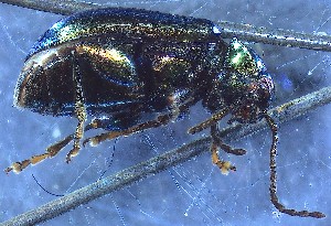  ( - IUP-2019Apr17-S3-T5-2)  @11 [ ] nrr (2021) Ellen H. Yerger Indiana University of Pennsylvania