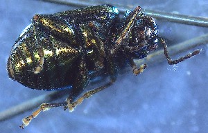  ( - IUP-2019Apr17-S3-T5-2)  @11 [ ] nrr (2021) Ellen H. Yerger Indiana University of Pennsylvania