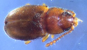  ( - IUP-2019Apr1-S3a-T8-1)  @11 [ ] nrr (2021) Ellen H. Yerger Indiana University of Pennsylvania