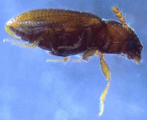  ( - IUP-2019Apr1-S3a-T8-1)  @11 [ ] nrr (2021) Ellen H. Yerger Indiana University of Pennsylvania