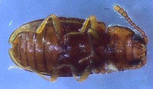  ( - IUP-2019Apr1-S3a-T8-1)  @11 [ ] nrr (2021) Ellen H. Yerger Indiana University of Pennsylvania