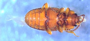  ( - IUP-2019Apr1-S4-T16-4)  @11 [ ] nrr (2021) Ellen H. Yerger Indiana University of Pennsylvania