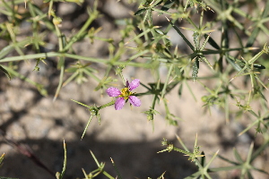  ( - MPSH2)  @11 [ ] CreativeCommons - Attribution Share-Alike (2018) Unspecified Sharjah Research Academy, Seed Bank and Herbarium