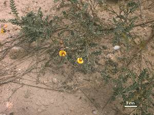  ( - FML-ANG-000018b)  @11 [ ] No Rights Reserved  Unspecified Unspecified