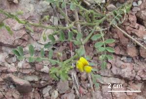  ( - FML-ANG-000028b)  @11 [ ] No Rights Reserved  Unspecified Unspecified