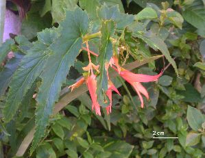  (Begonia boliviensis - FML-ANG-000012a)  @11 [ ] No Rights Reserved  Unspecified Unspecified