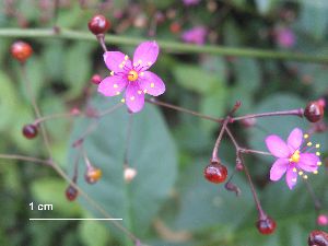  (Talinum paniculatum - FML-ANG-000023a)  @11 [ ] No Rights Reserved  Unspecified Unspecified