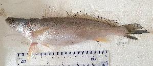  ( - B310524TEP09)  @11 [ ] copyright © (2025) Houangninan Emmanuel Calebe MIDINOUDEWA Institut de Recherches Halieutiques et Oceanologiques du Benin