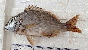  ( - B310524TPE17)  @11 [ ] copyright © (2025) Houangninan Emmanuel Calebe MIDINOUDEWA Institut de Recherches Halieutiques et Oceanologiques du Benin