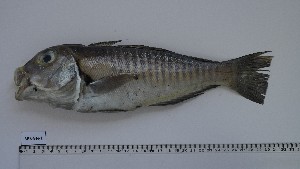  (Branchiostegus semifasciatus - BRS-BN-1)  @11 [ ] Unspecified (default): All Rights Reserved (2024) Institut National de Recherche Halieutique, Maroc Institut National de Recherche Halieutique, Maroc