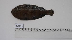  (Microchirus hexophthalmus - DLH-BN-2)  @11 [ ] Unspecified (default): All Rights Reserved (2024) Institut National de Recherche Halieutique, Maroc Institut National de Recherche Halieutique, Maroc