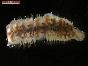  (Arcteobia - 09BENTH051)  @13 [ ] CreativeCommons - Attribution (2011) BOLD Centre for Biodiversity Genomics