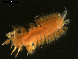  (Gattyana amondseni - 09BENTH105)  @13 [ ] CreativeCommons - Attribution (2011) BOLD Centre for Biodiversity Genomics