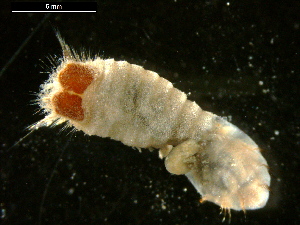  ( - 09BENTH118)  @12 [ ] CreativeCommons - Attribution (2011) BOLD Centre for Biodiversity Genomics