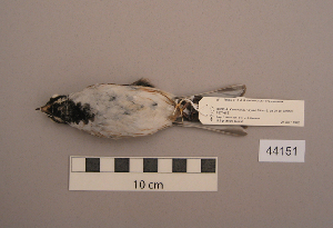  ( - UWBM 44151)  @13 [ ] Copyright (2008) Burke Museum of Natural History and Culture Burke Museum of Natural History and Culture